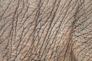 Close up image of an elephant skin texture background