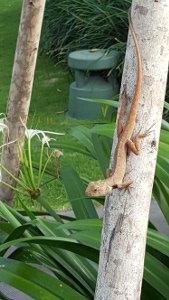 Lizard Ho Chi Ming City300